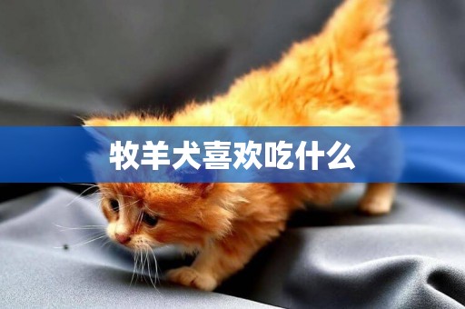 牧羊犬喜歡吃什么