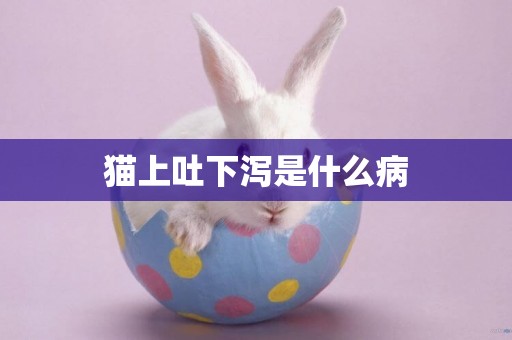 貓上吐下瀉是什么病