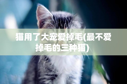 貓用了大寵愛掉毛(最不愛掉毛的三種貓) 