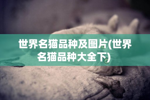 世界名貓品種及圖片(世界名貓品種大全下) 