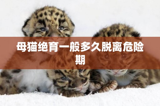 母貓絕育一般多久脫離危險期