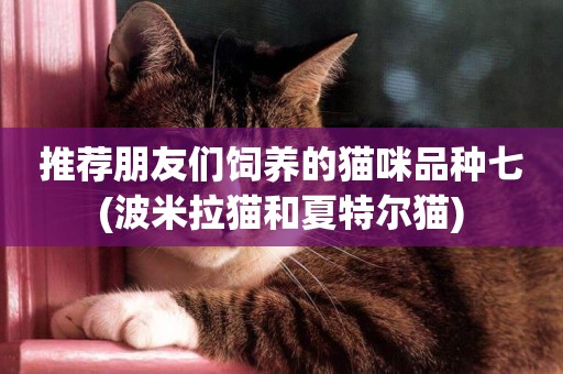 推薦朋友們飼養的貓咪品種七 (波米拉貓和夏特爾貓) 