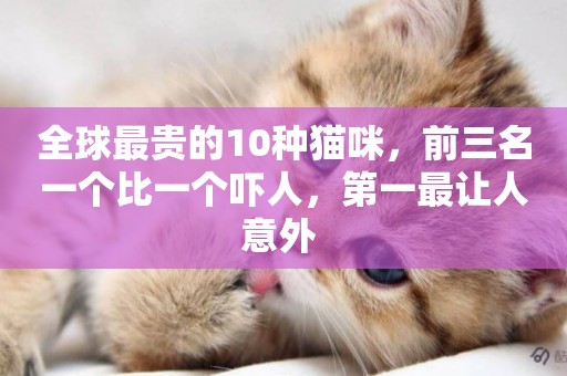 全球最貴的10種貓咪，前三名一個比一個嚇人，第一最讓人意外 
