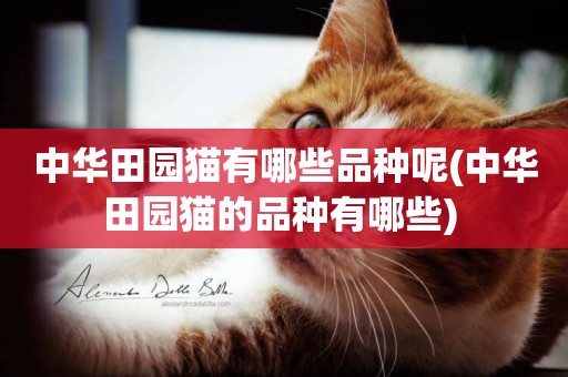 中華田園貓有哪些品種呢(中華田園貓的品種有哪些) 