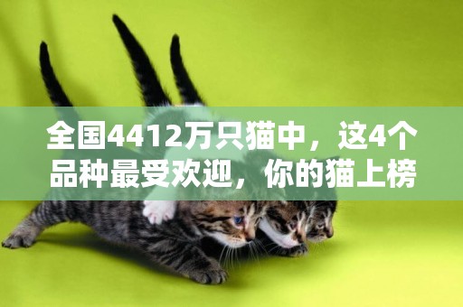 全國4412萬只貓中，這4個品種最受歡迎，你的貓上榜了嗎 