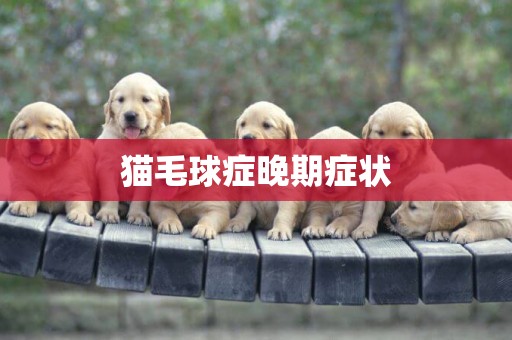貓毛球癥晚期癥狀
