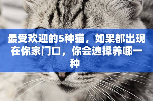 最受歡迎的5種貓，如果都出現在你家門口，你會選擇養哪一種 