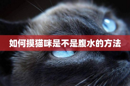 如何摸貓咪是不是腹水的方法