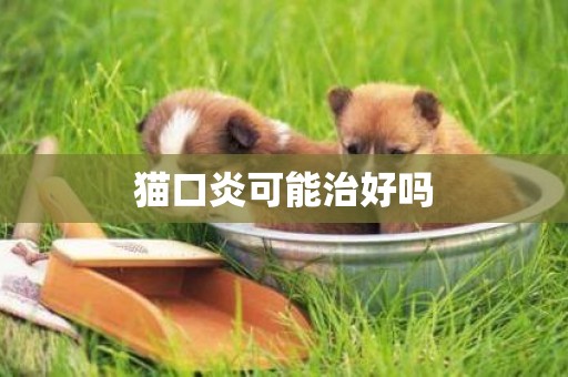 貓口炎可能治好嗎