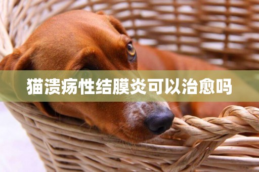 貓潰瘍性結膜炎可以治愈嗎