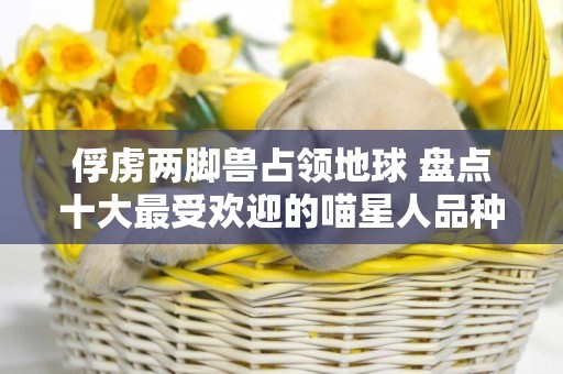 俘虜兩腳獸占領地球 盤點十大最受歡迎的喵星人品種 