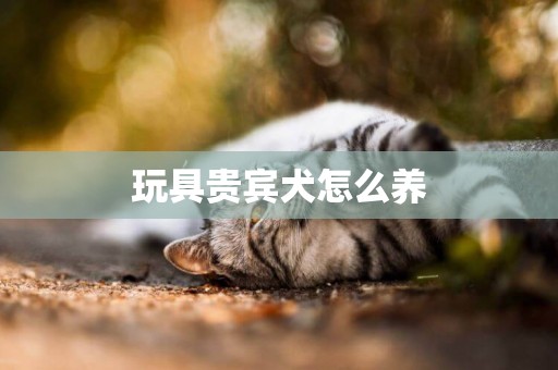 玩具貴賓犬怎么養