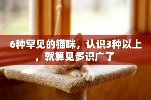 6種罕見的貓咪，認識3種以上，就算見多識廣了 
