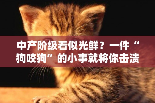 中產階級看似光鮮？一件“狗咬狗”的小事就將你擊潰 