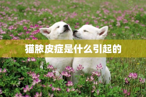 貓膿皮癥是什么引起的