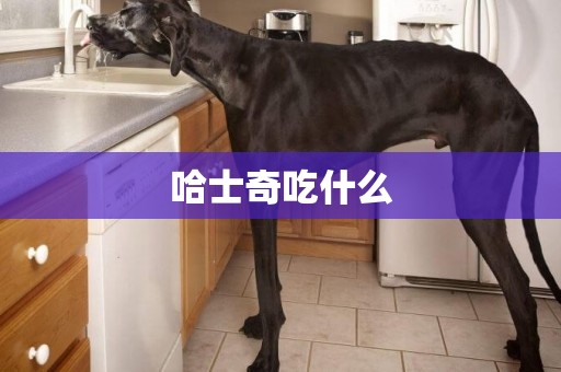 哈士奇吃什么