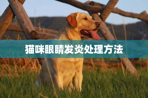 貓咪眼睛發炎處理方法