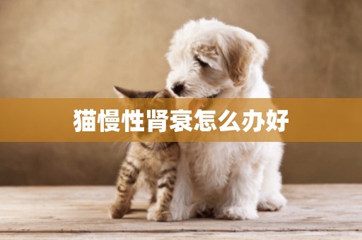 貓慢性腎衰怎么辦好