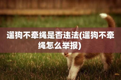 遛狗不牽繩是否違法(遛狗不牽繩怎么舉報) 