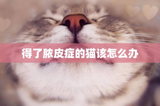 得了膿皮癥的貓該怎么辦