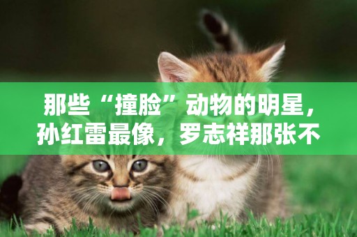 那些“撞臉”動物的明星，孫紅雷最像，羅志祥那張不要太好笑 