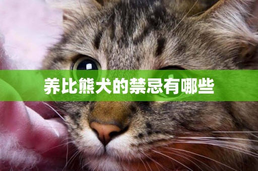 養比熊犬的禁忌有哪些