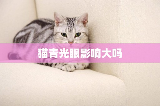 貓青光眼影響大嗎