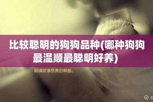 比較聰明的狗狗品種(哪種狗狗最溫順最聰明好養) 