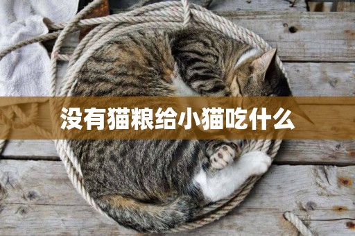 沒有貓糧給小貓吃什么