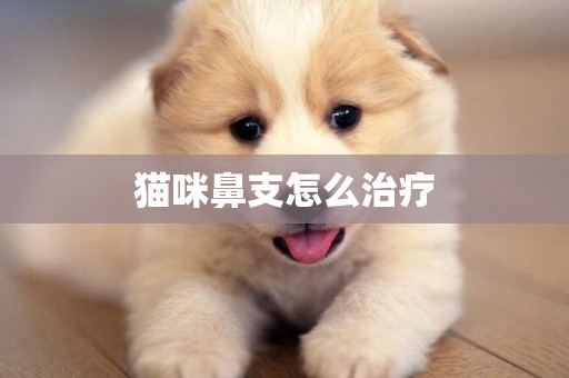 貓咪鼻支怎么治療