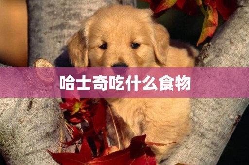 哈士奇吃什么食物