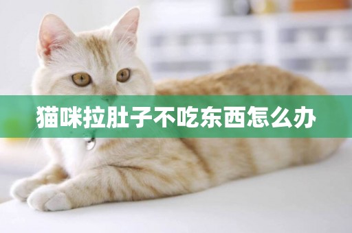 貓咪拉肚子不吃東西怎么辦