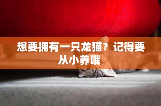 想要擁有一只龍貓？記得要從小養哦 