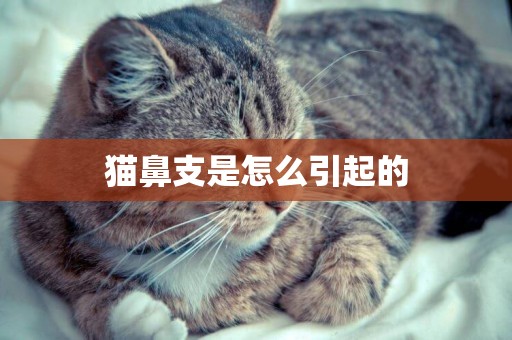 貓鼻支是怎么引起的