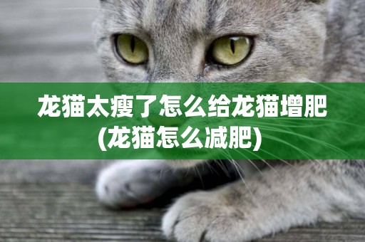 龍貓太瘦了怎么給龍貓增肥(龍貓怎么減肥) 