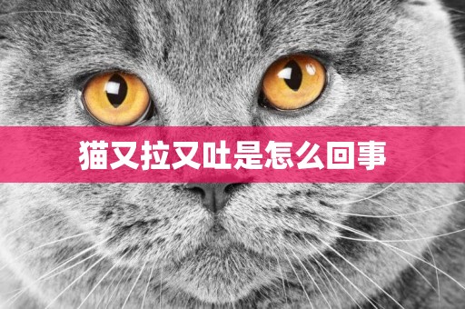貓又拉又吐是怎么回事