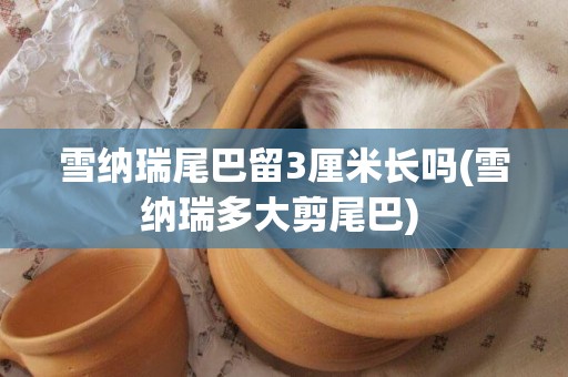 雪納瑞尾巴留3厘米長嗎(雪納瑞多大剪尾巴) 