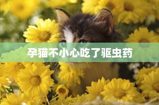 孕貓不小心吃了驅蟲藥