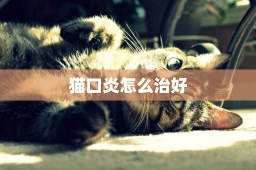 貓口炎怎么治好