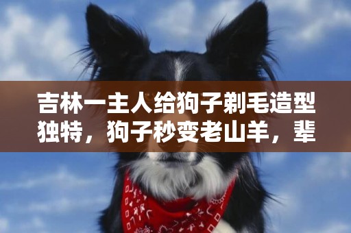 吉林一主人給狗子剃毛造型獨特，狗子秒變老山羊，輩分一下提升了 