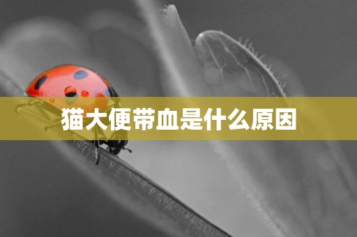 貓大便帶血是什么原因