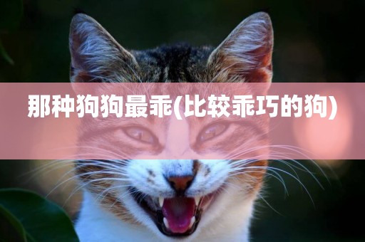 那種狗狗最乖(比較乖巧的狗) 