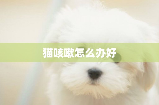 貓咳嗽怎么辦好