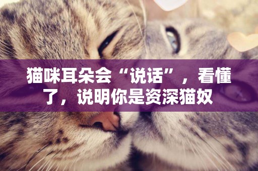 貓咪耳朵會“說話”，看懂了，說明你是資深貓奴 