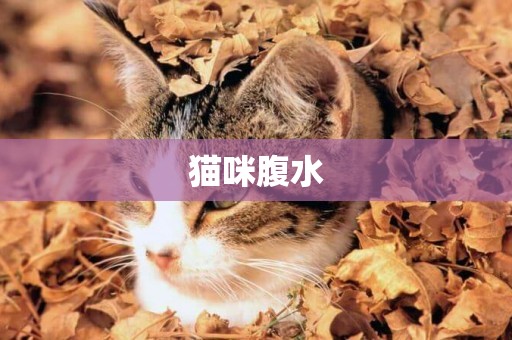 貓咪腹水