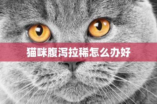 貓咪腹瀉拉稀怎么辦好