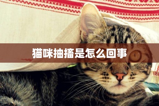 貓咪抽搐是怎么回事