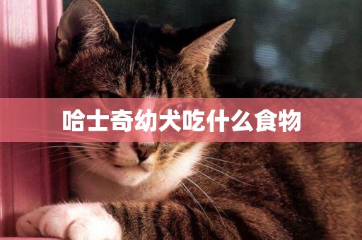 哈士奇幼犬吃什么食物