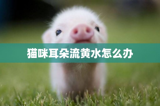 貓咪耳朵流黃水怎么辦