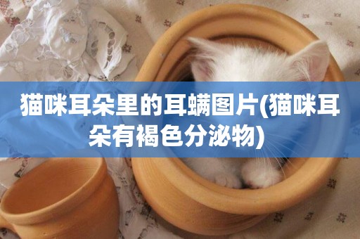 貓咪耳朵里的耳螨圖片(貓咪耳朵有褐色分泌物) 